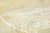Cretaceous Lamniform Shark (Cretolamna) Fossil - Hjoula, Lebanon #237214-7